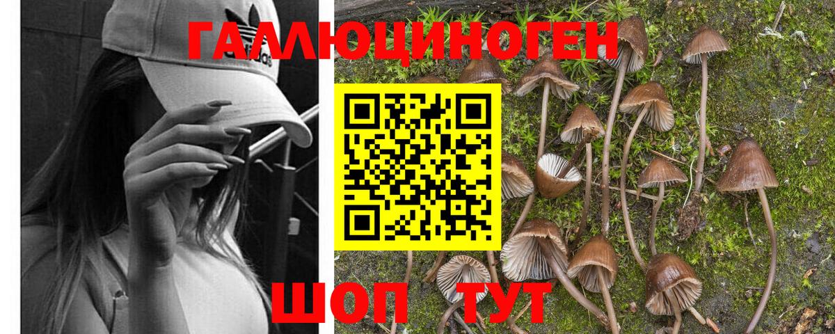 Галлюциногенные грибы Psilocybine cubensis  Вход с VPN  Нижний Тагил  Псилоцибиновые грибы прущие грибы 